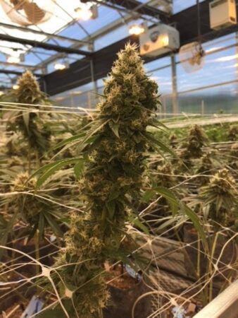 Cannabis Breeders Grow Room