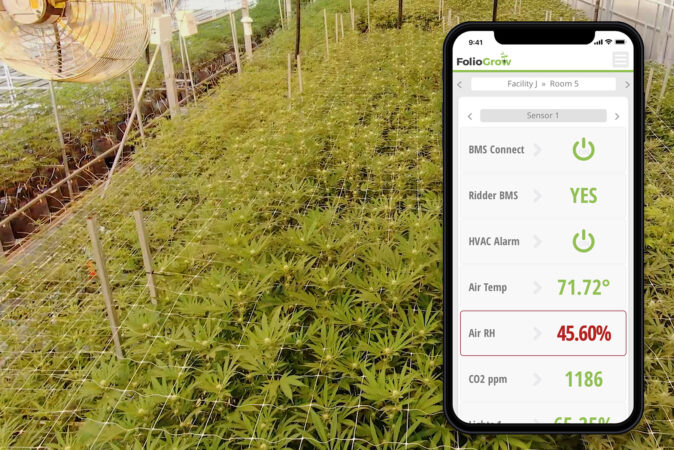 AI In Cannabis Cultivation