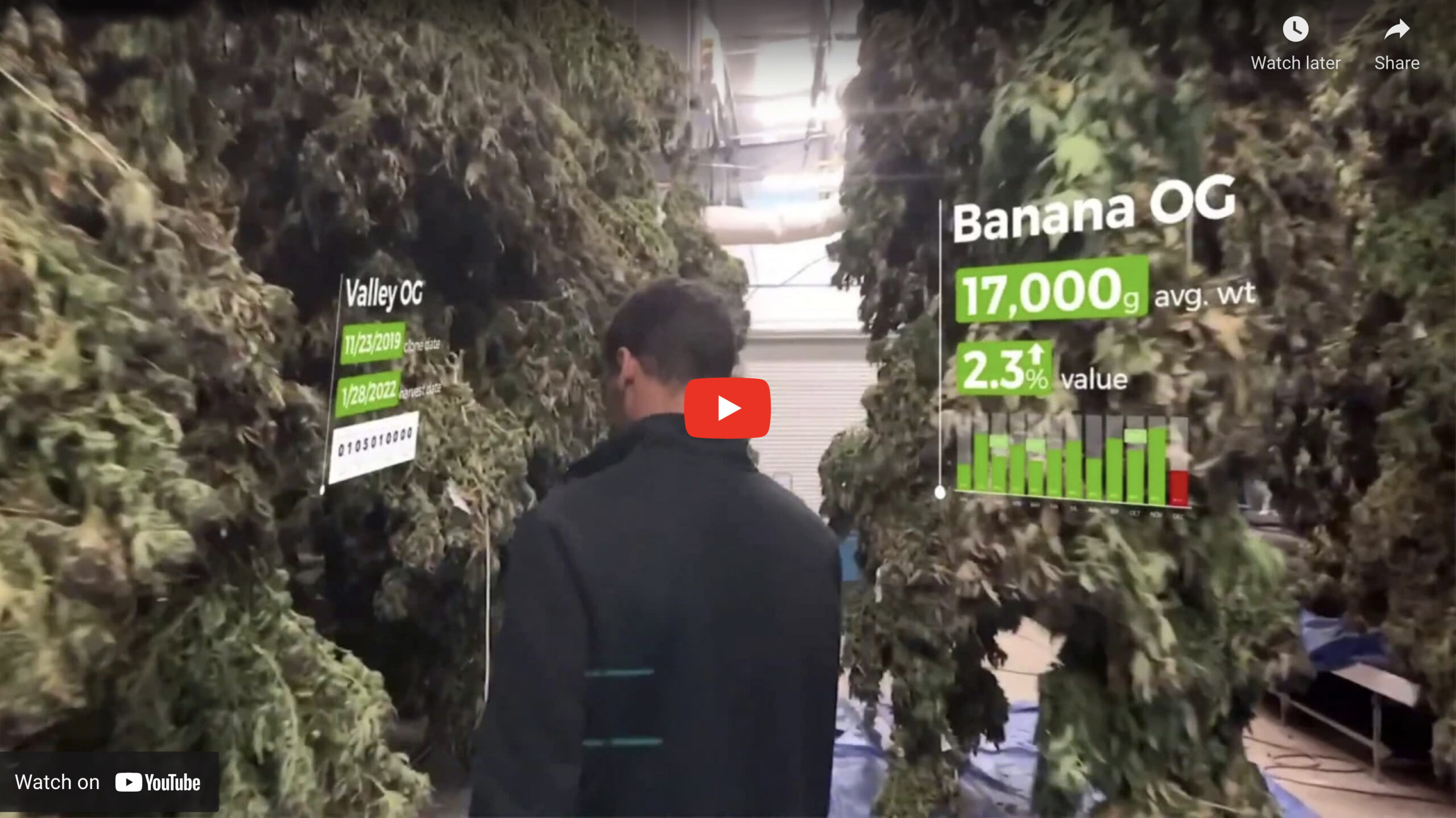 cannabis cultivation software overview